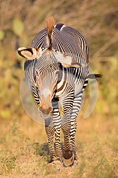 Agitated zebra in portrait photo