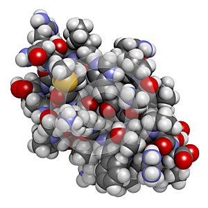 Agitoxin scorpion toxin. Neurotoxin present in deathstalker scorpion venom. Blocks Shaker potassium channels.