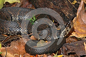 Agkistrodon piscivorus