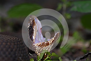 Agkistrodon piscivorus leucostoma