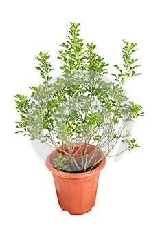Aglaia odorata plant