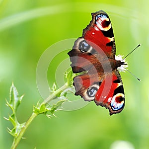 Aglais io Butterfly