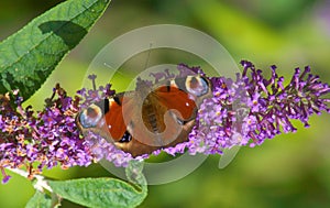 Aglais io butterfly commonly known as the Peacock butterfly.