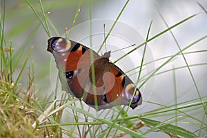Aglais io, butterfly. Inachis io sitting on the grass with open wings