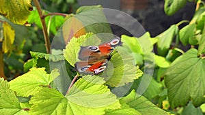 The aglais io butterfly of the nymphalidae family sits on a juniper in windy weather and flaps its wings