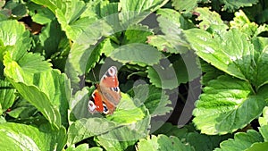 The aglais io butterfly of the nymphalidae family sits on a juniper in windy weather and flaps its wings