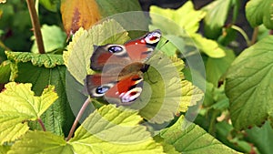 The aglais io butterfly of the nymphalidae family sits on a juniper in windy weather and flaps its wings