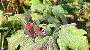 The aglais io butterfly of the nymphalidae family sits on a juniper in windy weather and flaps its wings
