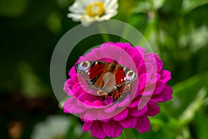 European peacock butterfly sitting on purple zinnia flower in sunny summer day.