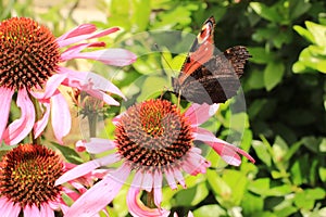 Aglais io on an Echinacea