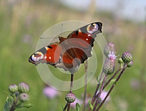 Aglais io, the European peacock butterfly - animals and wildlife, beautiful insects