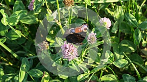 Aglais io, the European peacock butterfly, on the clover flower.