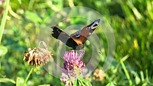 Aglais io, the European peacock butterfly, on the clover flower.