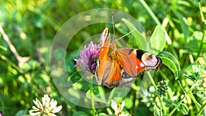 Aglais io, the European peacock butterfly, on the clover flower.