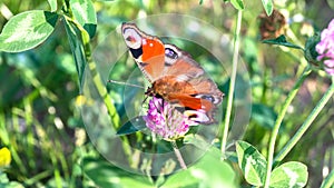 Aglais io, the European peacock butterfly, on the clover flower.