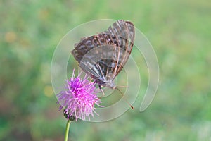 Aglais io or European Peacock Butterfly or Peacock. Butterfly on flower. A brightly lit red-brown orange butterfly with