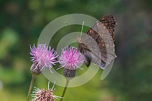 Aglais io or European Peacock Butterfly or Peacock. Butterfly on flower. A brightly lit red-brown orange butterfly with blue lilac