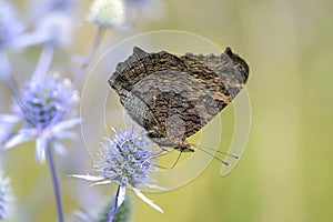 Aglais-io resting on Eryngium palmatum