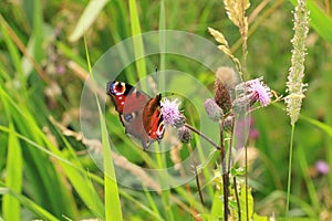 Aglais io on a thistle