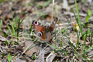 Aglais milberti lat. - diurnal butterfly from the genus Aglais, family of the nymphalidae Nymphalidae