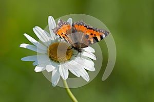 Aglais urticae