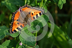 Aglais urticae