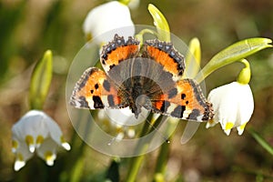 Aglais urticae