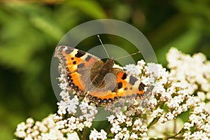 Aglais urticae - butterfly photo