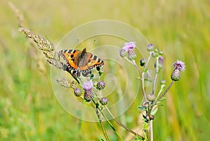 Aglais urticae butterfly