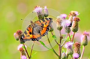 Aglais urticae butterfly photo