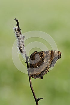 Aglais urticae butterfly dark brown on a forest plant