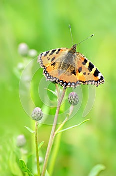 Aglais urticae butterfly on flower