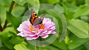 Aglais urticae butterfly on flower, Small Tortoiseshell foraging nectar