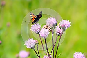 Aglais urticae butterfly on flowers photo