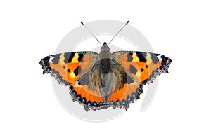 aglais urticae butterfly isolated on white background transparent