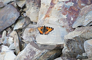 Aglais urticae is a butterfly of the Nymphalidae family
