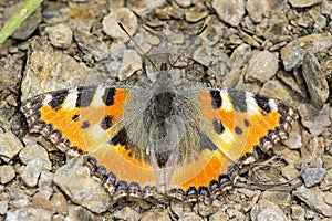 Aglais urticae - nettle or nettle butterfly of the family Nymphalidae