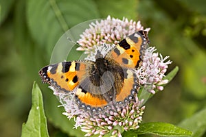 Aglais urticae, Nymphalis urticae, Small Tortoiseshell