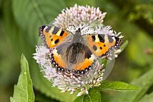 Aglais urticae, Nymphalis urticae, Small Tortoiseshell butterfly