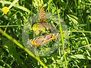 Aglais urticae and Nymphalis xanthomelas