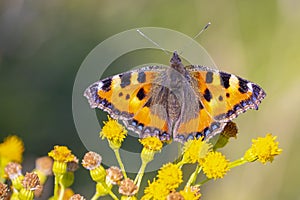 Aglais urticae small tortoiseshell butterfly isolated by nature