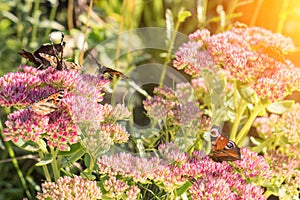 Aglais urticae, Small Tortoiseshell butterfly on pink flowers, Beautiful natural background with butterfly in garden