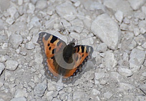 Aglais urticae