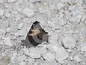 Aglais urticae