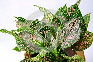 Aglaonema