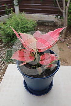 Aglaonema, Aglaonema commutatum or pink Aglaonema