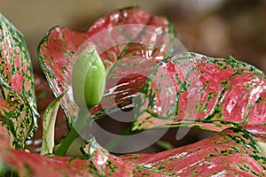 Aglaonema bloom