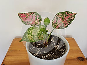 Aglaonema chinese evergreen plant with flower in a white pot