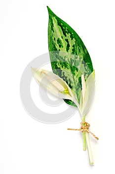 Aglaonema, Chinese evergreens, leaf and flowers, isolated, object