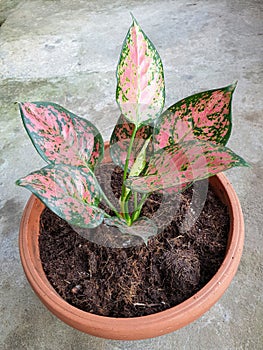 Aglaonema commutatum Schott or chinese evergreen plant